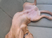 Lovely Labrador Retriever needing new forever home.