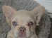 Fluffy French Bulldog