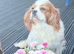 King Charles spaniel