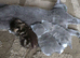3 Sweet British Shorthairs
