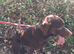 chocolate Lab STUD!!