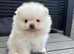 High quality KC reg puppies from imported lines