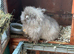Male Lionhead