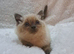 Beautiful Colourpoint British shorthair kittens— 2 Available