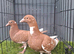 red chocolate muleman pair