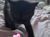 Stunning kittens ready end of June