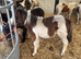 Adorable shetland foals