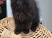 Maine coon cross ragdoll kittens