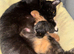 Beautiful Tabby female looking for owners