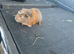 Male guinea pigs