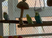 Budgies for sale, different colours, adult males and females