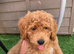 Maltipoo & Cockapoo