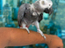 African Grey Taned and Talking