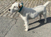 Lakeland terrier puppies