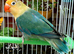 Lovebirds with gender / DNA certificate and sex linked mutations