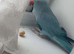 2yo Female Blue Indian Ringneck Parrot