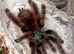 Unsexed Caribena versicolor subadult