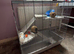 2 male rats 15 weeks old with large cage