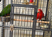 King parrots Glasgow