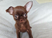 4, Tiny Stunningly Beautiful Chihuahua Boys