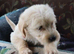 Lovely Labradoodle Puppies