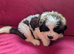 ST BERNARD PUPPIES