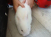 4 mini lion lops