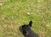 Male French bulldog
