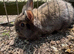 Lion head lops