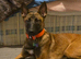 1 year old mali looking for a home