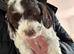 3 x F1b cockapoo puppies still available (ready May)