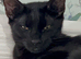 Maine coon kittens looking for their forever home two beautiful boys left full bread Maine coons
