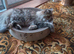 Beautifull Tri coloured female persian cat age 1 and a half