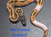 Various Ball Python Hatchlings