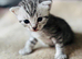British short haired kittens