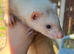 1 Baby girl Ferret for sale