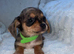 Our beautiful chiweenies