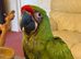 Hand reared Military Macaws M&F
