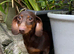 Daschund Female Chocolate & Tan