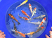 Premium quality koi 6&rdquo;-7&rdquo;