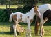 Striking American Paint X Cob