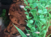 CICHLIDS BABIES