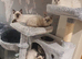 Beautiful GCCF Registered Ragdoll Kittens.