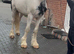 Cob x clydesdale