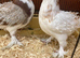 Pairs frill babies