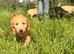 Gorgeous goldendoodle puppies
