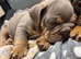Last of the litter, NEBBR registered