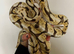 female ball python for sale
