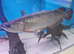 Arowana