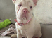 Pink rope French bulldog for rehome